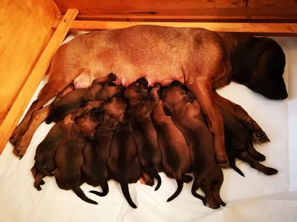 Cuccioli segugio bavarese BGS  | Foto 4