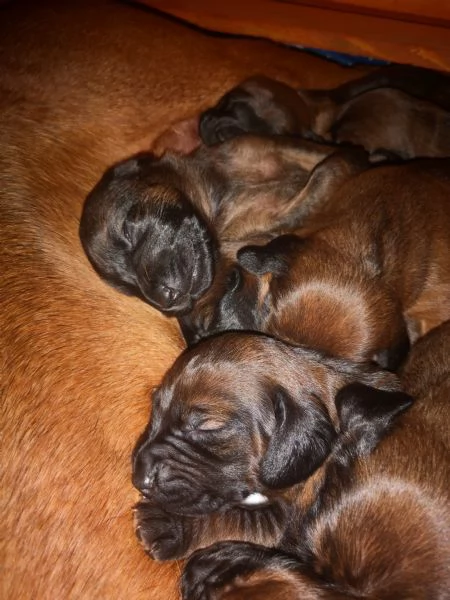 Cuccioli segugio bavarese BGS  | Foto 3