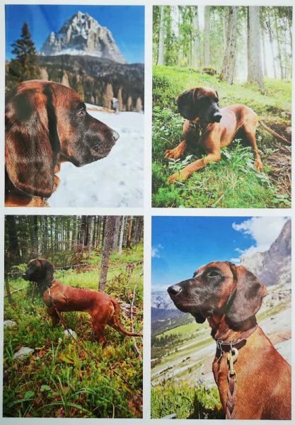 Cuccioli segugio bavarese BGS  | Foto 2