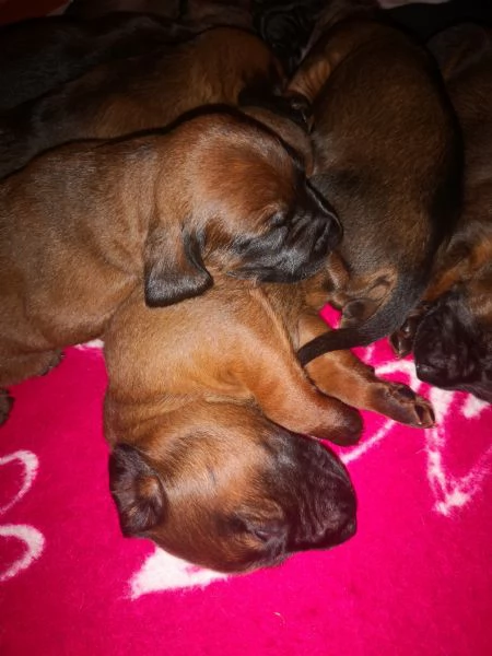 Cuccioli segugio bavarese BGS  | Foto 1