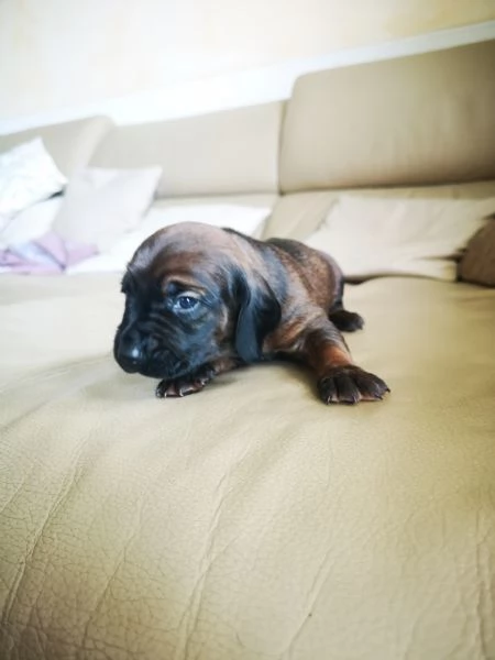 Cuccioli segugio bavarese BGS  | Foto 0