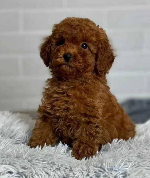 Regalo Barboncino toy e maltipoo maschio e femmina  | Foto 0