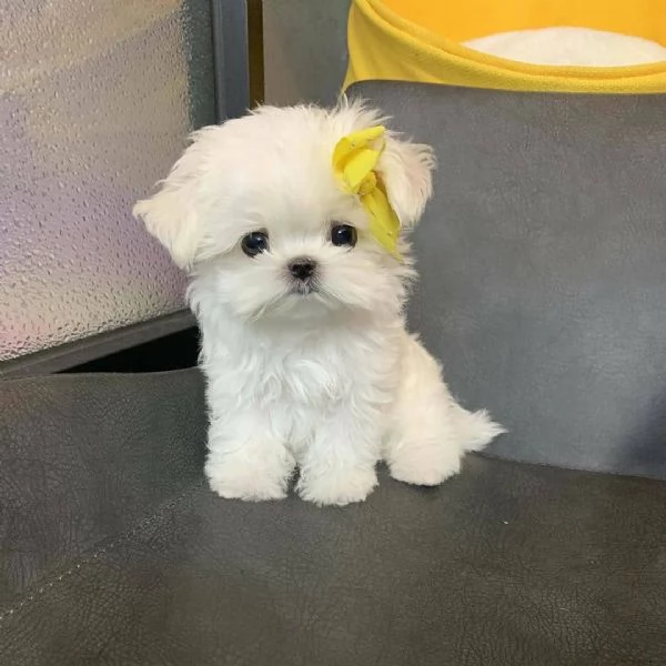 REGALO MALTESE TOY DISPONIBILE  | Foto 0