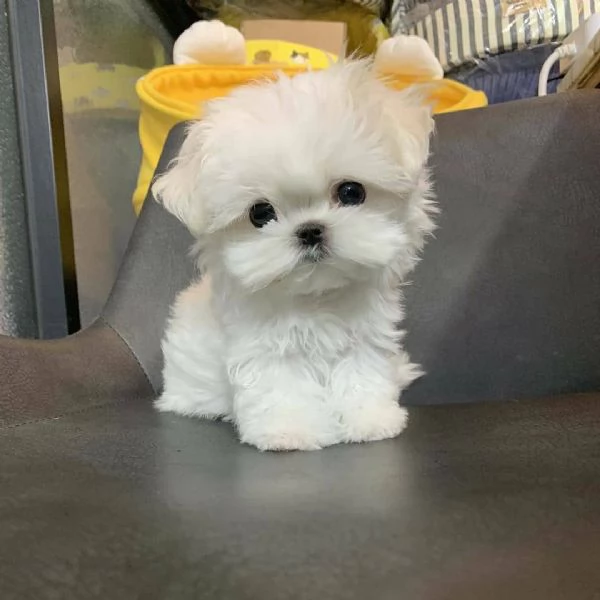 REGALO MALTESE TOY DISPONIBILE 