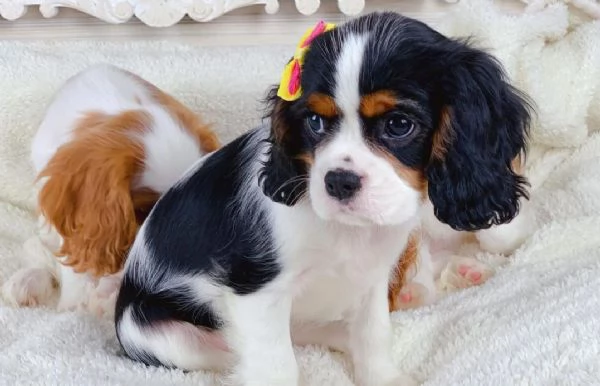 Dolce  maschio e  femminuccia di  cavalier King Charles | Foto 0