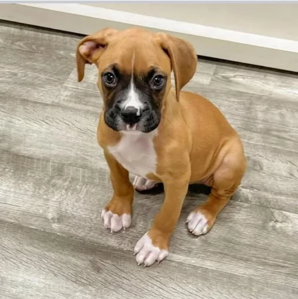 boxer disponibili maschio e femmina 