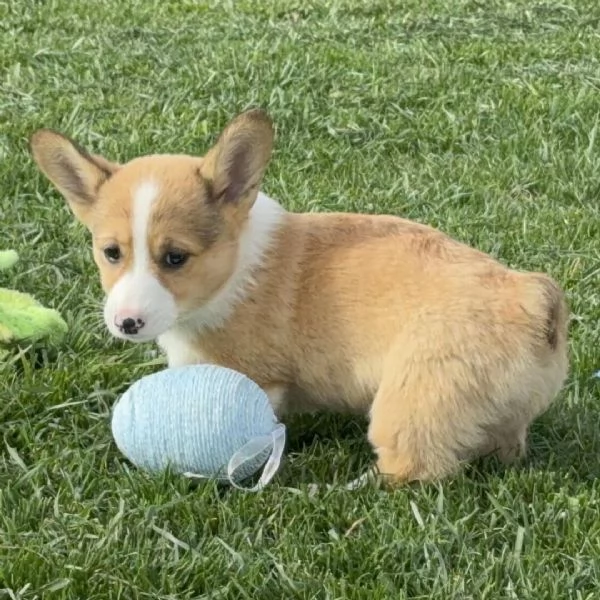 REGALO welsh  corgi | Foto 0