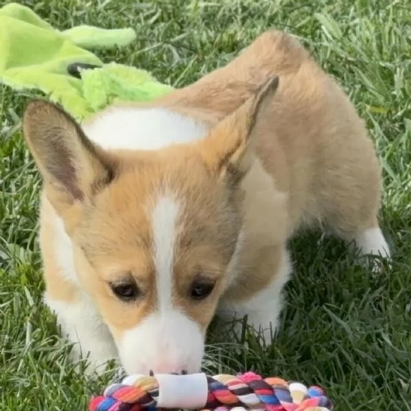 REGALO welsh  corgi