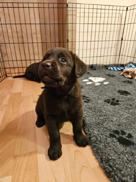 Labrador disponibili  | Foto 1