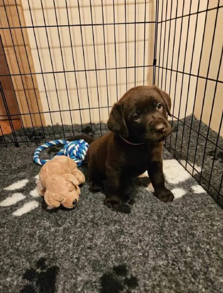 Labrador disponibili  | Foto 0