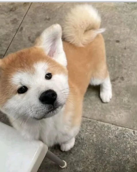 AKI INU 