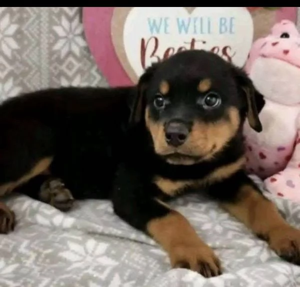 Disponibili Rottweiler di razza pura maschio e femmina | Foto 0