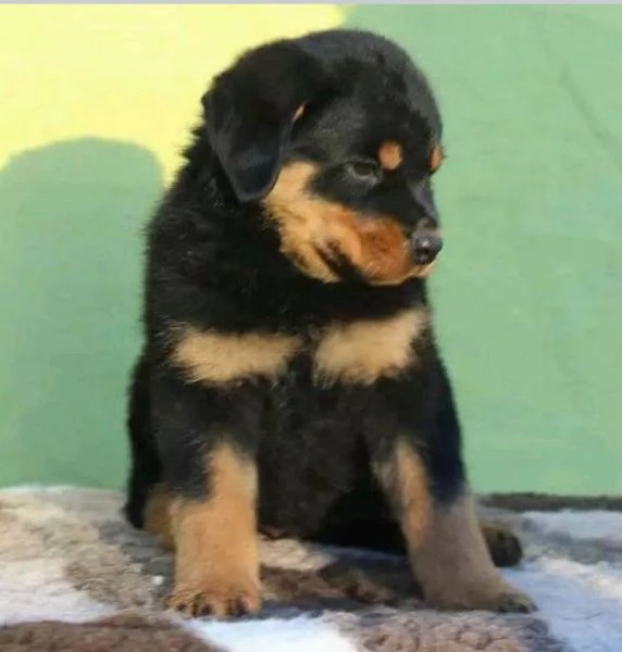 Disponibili Rottweiler di razza pura maschio e femmina