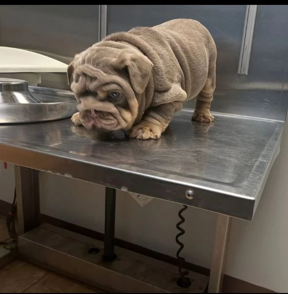 REGALO   BULLDOG INGLESE | Foto 0