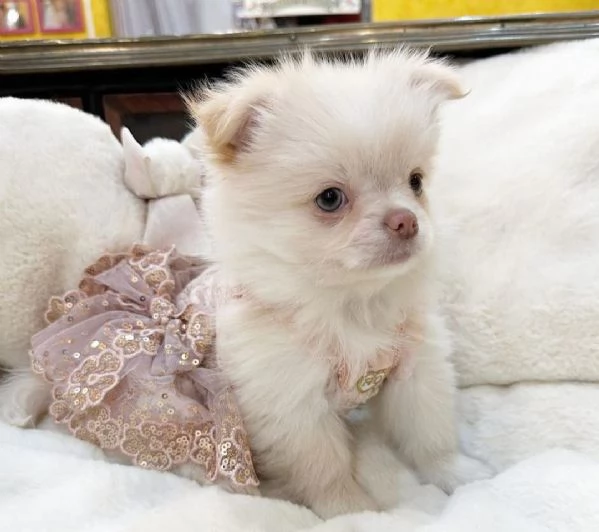 Dolce chihauhau lungo pelo femmina