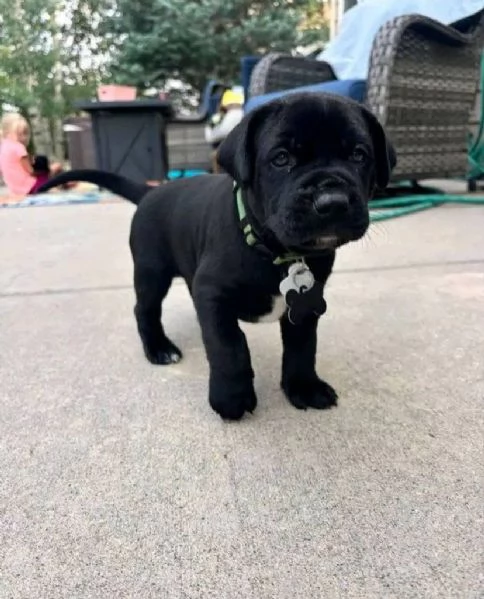 Bellissima maschio e  femminuccia di cane Corso disponibile | Foto 0