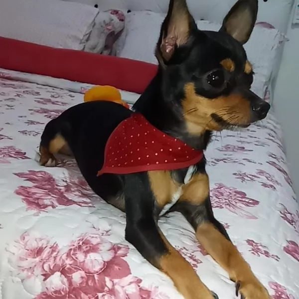 Disponibili  Pinchers maschio e femmina