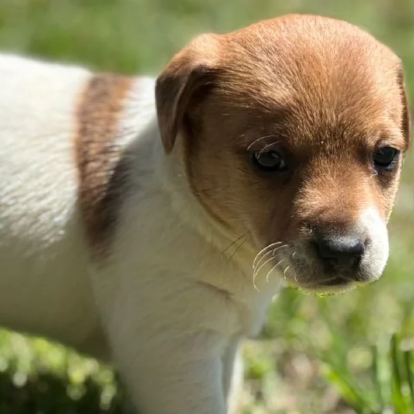 REGALO Jack  Russell MASCHIO E FEMMINA