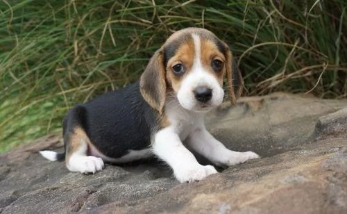 REGALO  Beagle DISPONIBILI | Foto 0