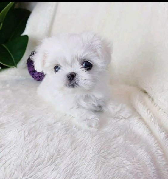 REGALO MALTESE TOY | Foto 0
