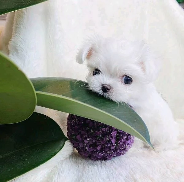 REGALO MALTESE TOY