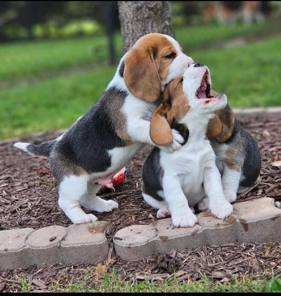 REGALO CUCCIOLI DI Beagle