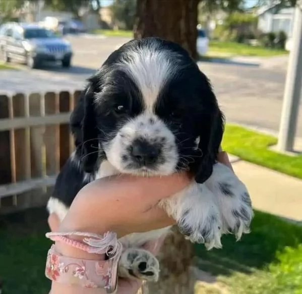 REGALO Cocker spaniel inglese DISPONIBILI | Foto 0