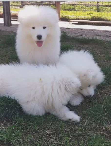 Cucciolo Samoiedo  maschio e femme 