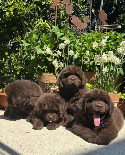 Cucciolo terranova femmina e Maschio  | Foto 0