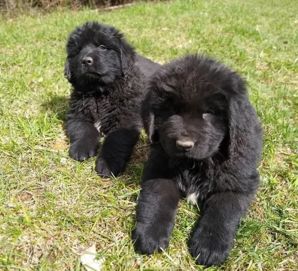 Cucciolo terranova femmina e Maschio 