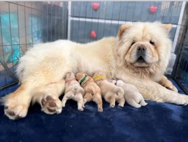 Disponibili chow chow femmina maschio  | Foto 0