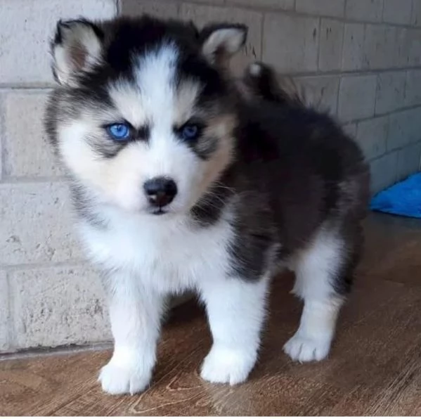 REGALO HUSKY