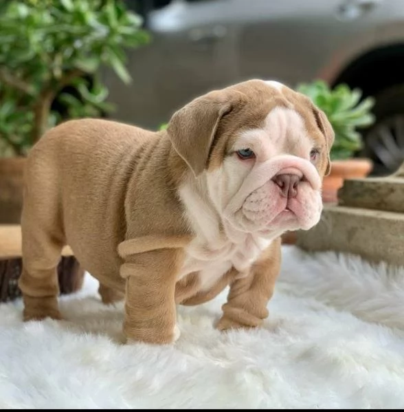 REGALO BULLDOG INGLESE