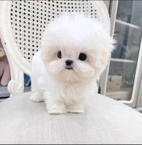 Mini Maltese toy  | Foto 0