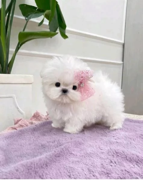 Mini Maltese toy 