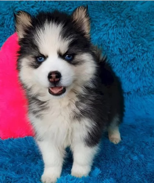 Regalo husky maschio e femmina  | Foto 0