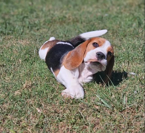 Regalo beagle  maschio e femmina  | Foto 0