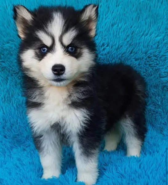 Regalo husky maschio e femmina 
