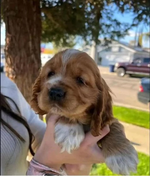 Disponibili da subito cuccioli di razza Cocker spaniel inglese 