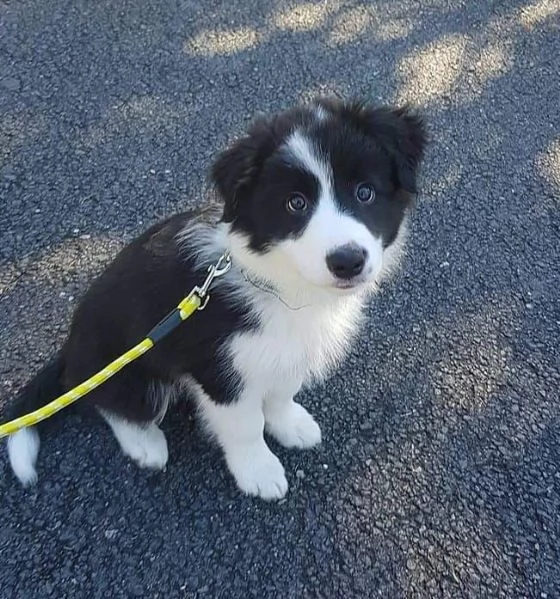 Disponibili Border Collier maschio e femmina | Foto 0