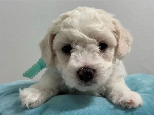 Disponibili Bolognese maschio e femmina