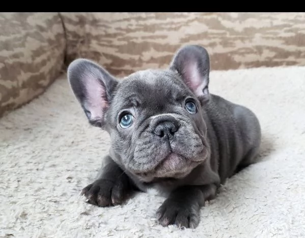 Bouledogue  francese disponibili 