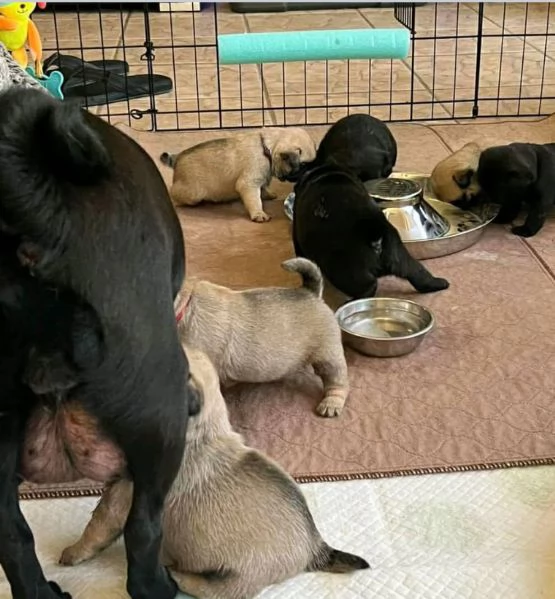 Cucciolo carlino Siate i loro nuovi genitori e aiutateli a trovare il vero amore e la felicit  | Foto 0