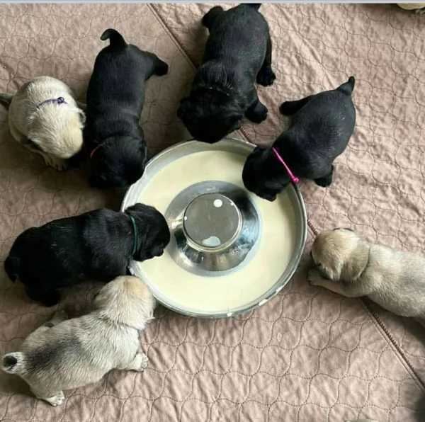 Cucciolo carlino Siate i loro nuovi genitori e aiutateli a trovare il vero amore e la felicit 