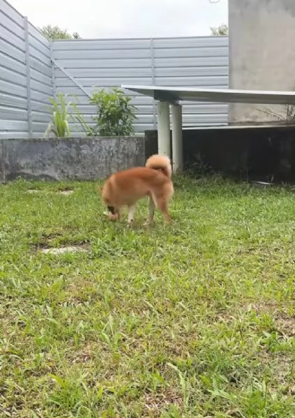 shiba inu Maschio e femmina  | Foto 0