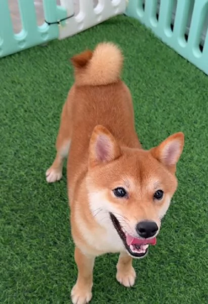 shiba inu Maschio e femmina 
