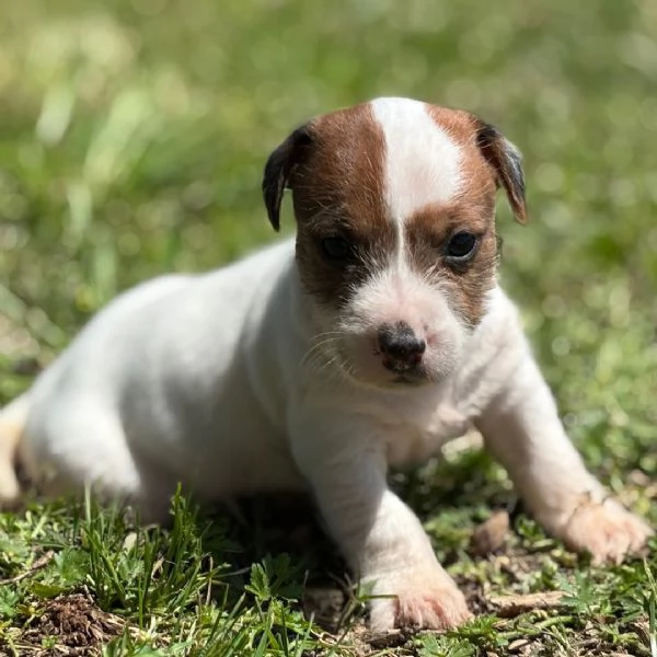 Regalo Jack Russell  | Foto 0