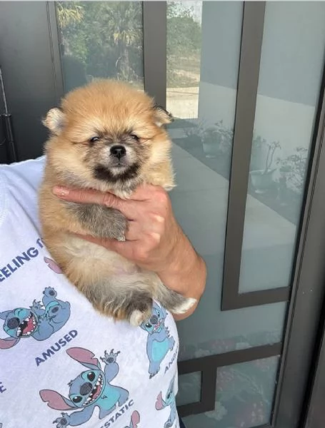 Mini VALPINO POMERANIAN TOY | Foto 0