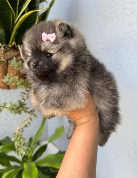 Mini VALPINO POMERANIAN TOY