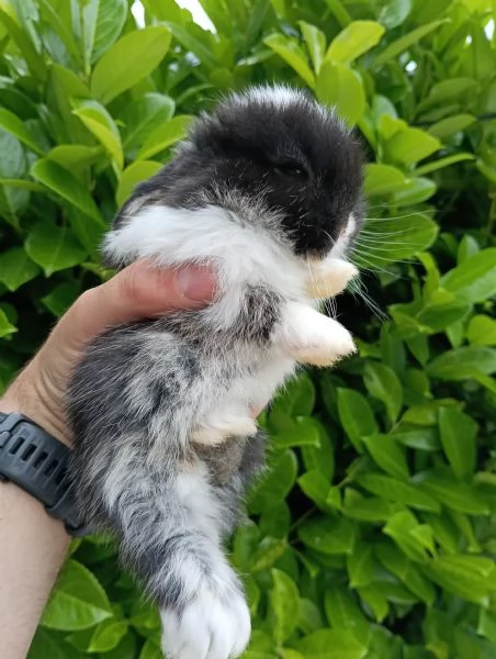 Cucciolo Minilop Black Otter Split